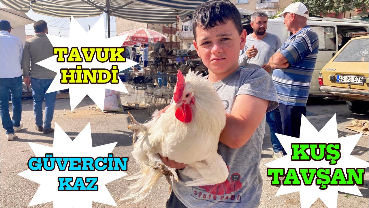KONYA TAVUK PAZARI / TÜM KANATLI HAYVANLARIN EN UYGUN ADRESİ !
