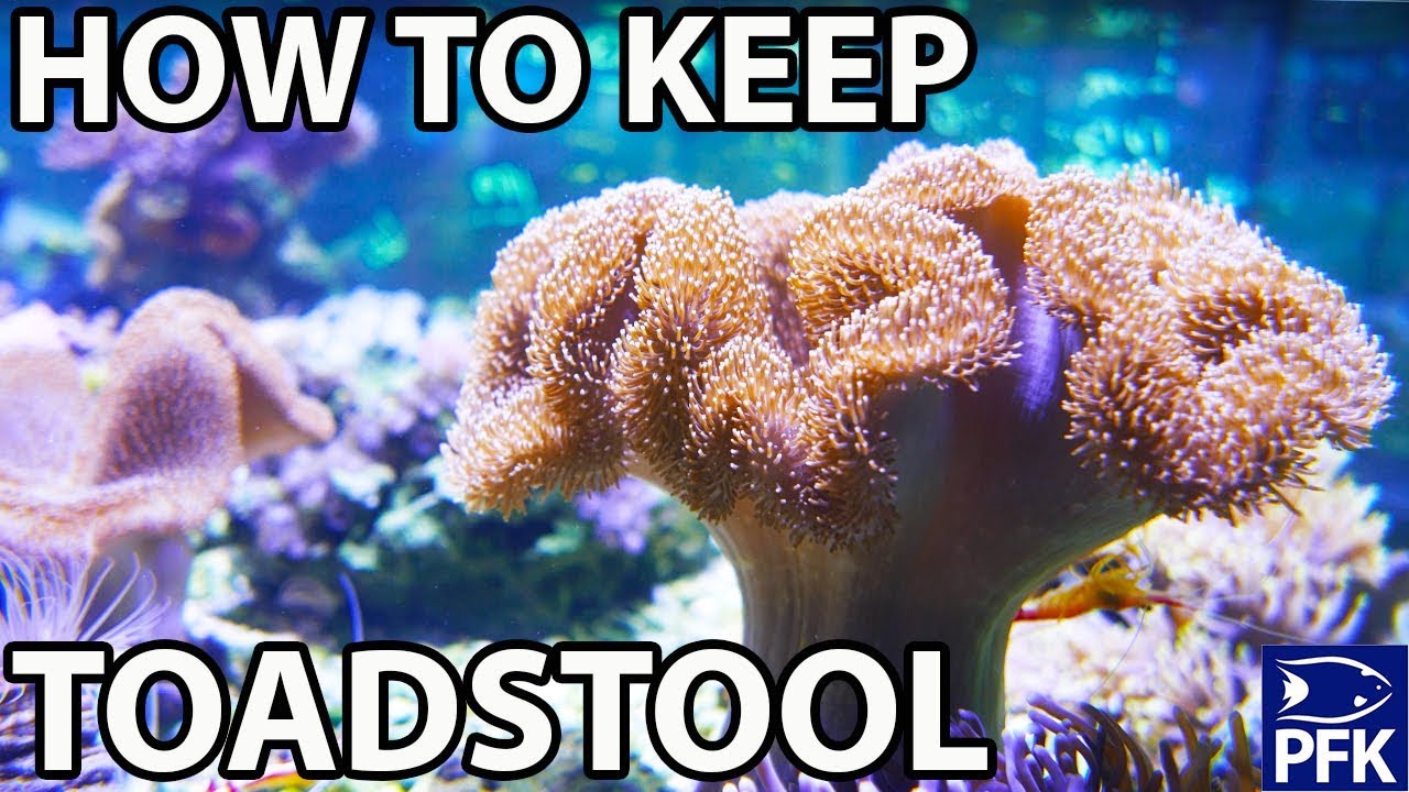 HOW TO KEEP TOADSTOOL CORAL - Sarcophyton sp
