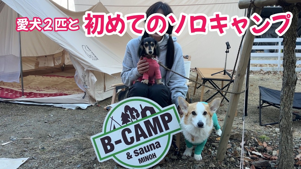 愛犬２匹と初のソロキャンプ⛺非日常に癒されました♡【犬連れキャンプ】コーギー・ダックス