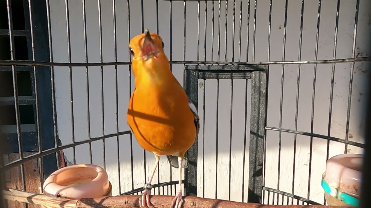 Sesion ANIS MERAH Berkicau Untuk Pancingan Burung agar Gacor, selalu Dijamin Singset Selalu