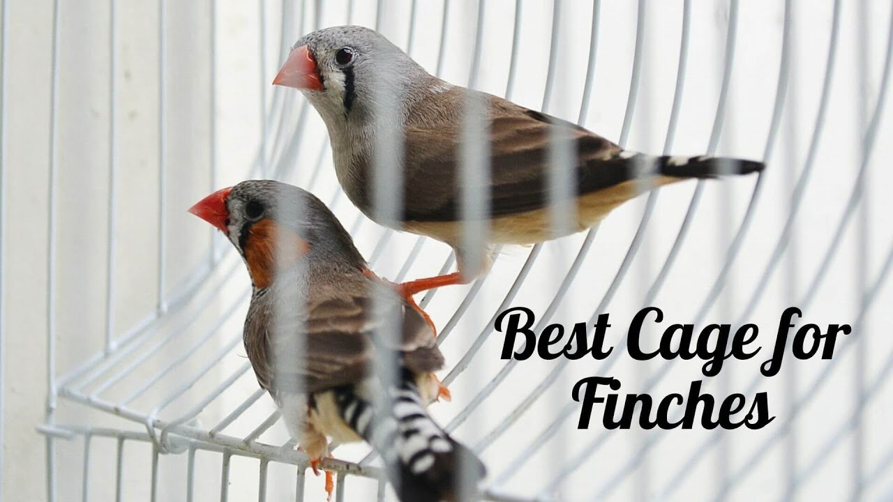 Best Cage for Finches - Top 5 Cages of 2021
