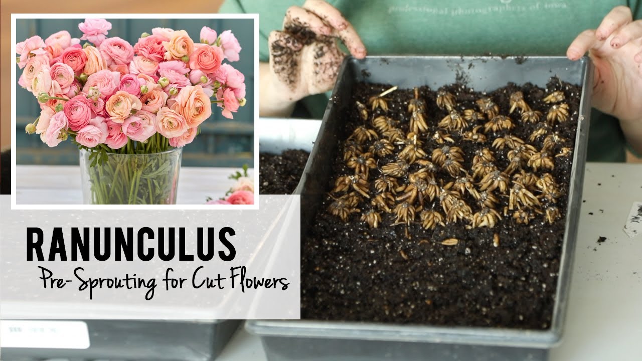Presprouting Ranunculus for Cut Flowers : Sunshine and Flora Flower Farm