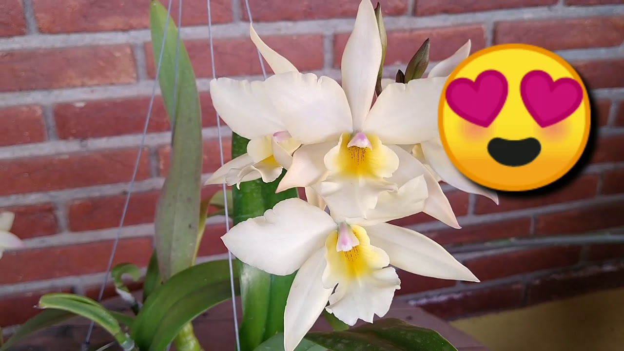 CATTLEYA IMPORTADA e A MUDAN&Ccedil;A DO CANAL PARA MELHOR + A CATTLEYA IWANAGARA APPLE BLOSSOM