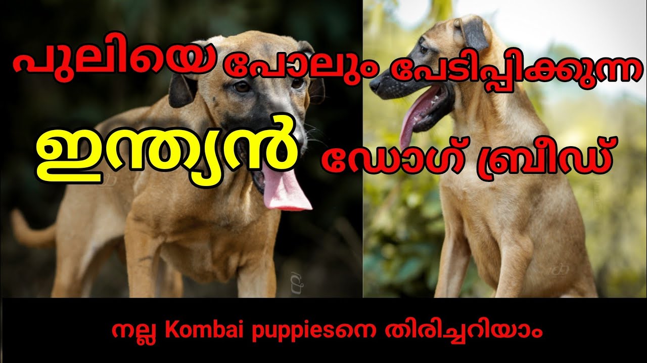 ഇന്ത്യൻ Rottweiler എന്നറിയപ്പെടുന്ന Kombai dogsനെ കുറിച്ച് ആൻഡ്രൂസ് ചേട്ടൻ്റെ ഒരു വിവരണം#dog#