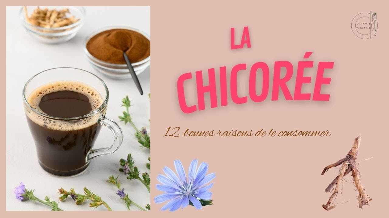 La chicorée: substitut au café et doté de vertus exceptionnelles pour la santé 