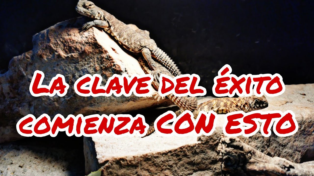 Las CLAVES para la BRUMACIÓN de nuestros REPTILES Y ANFIBIOS 🐍🐸🦖👌