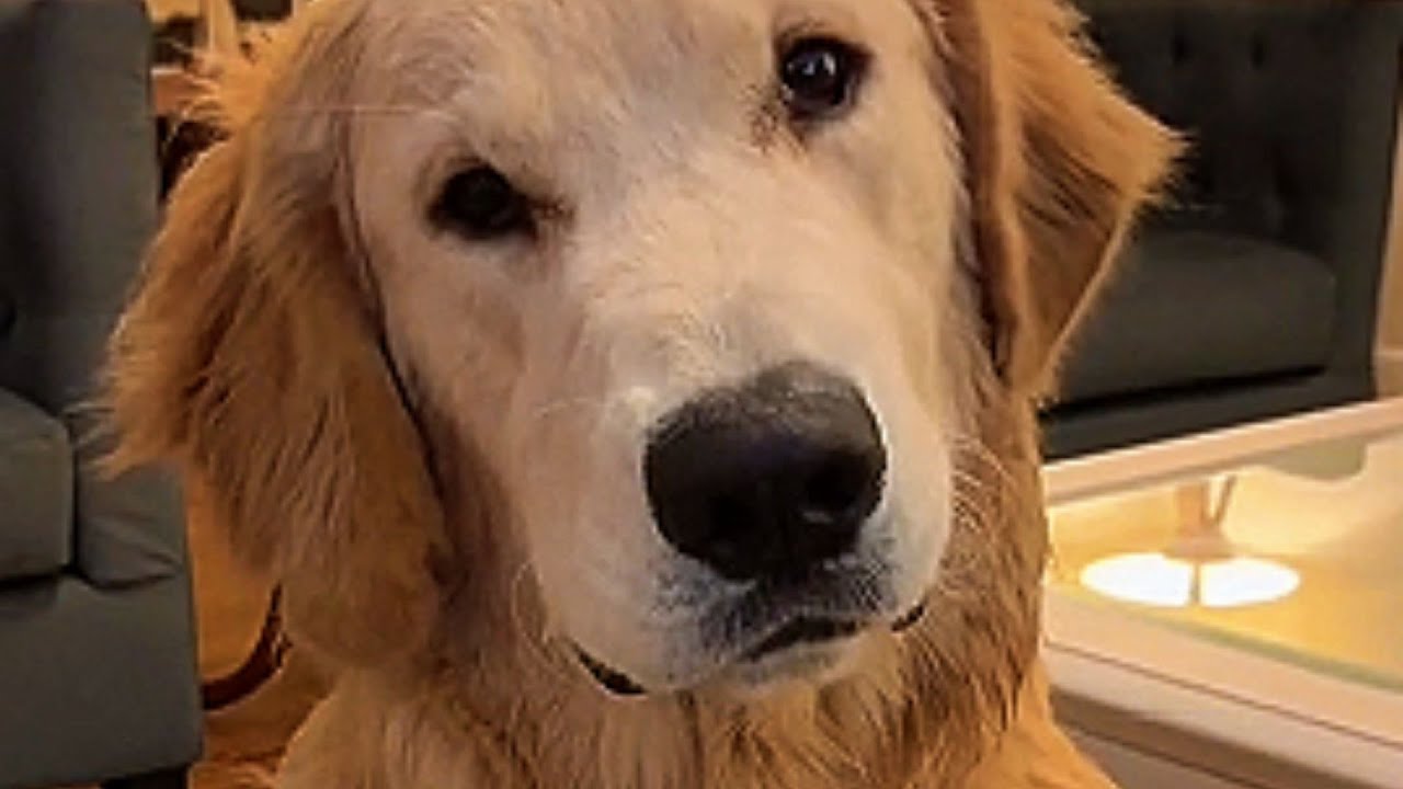 Dog Brothers Love Sharing Everything With Their Human Sister