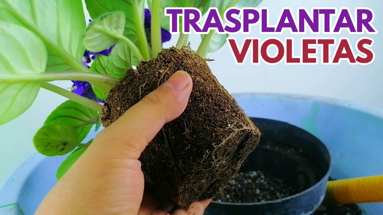 como trasplantar violetas africanas chuyito jardinero