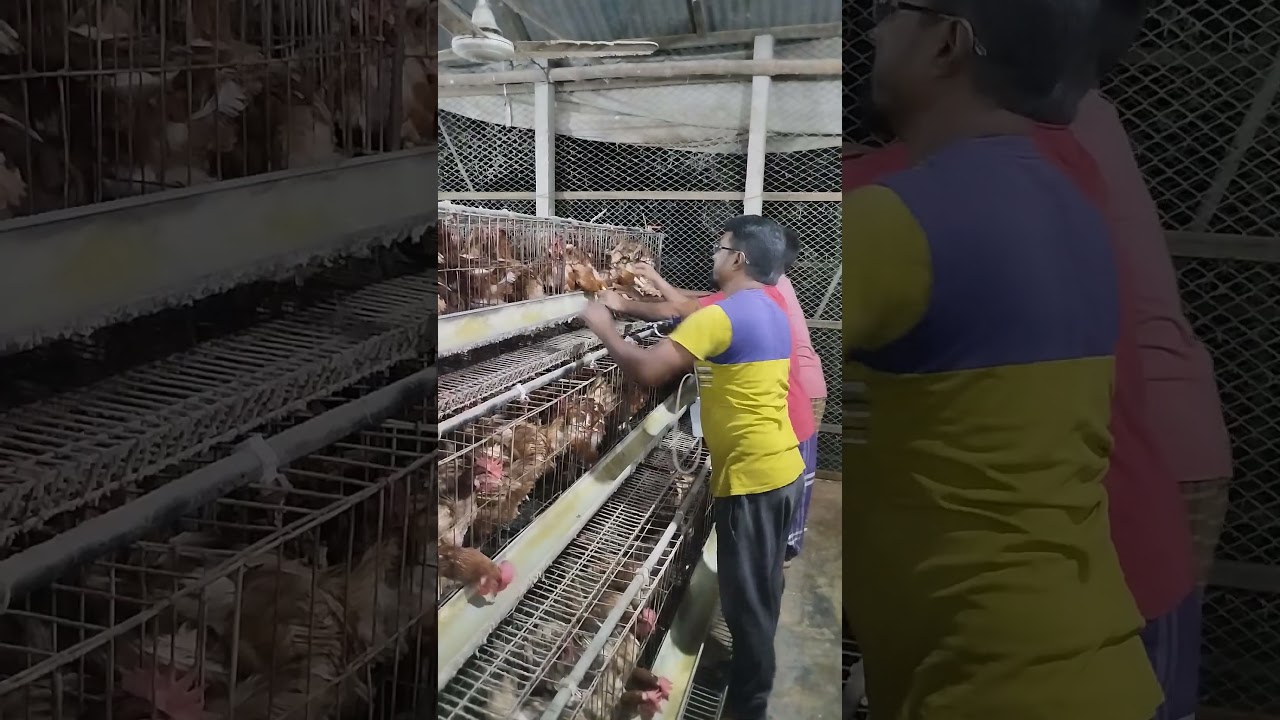 H9N2 Vaccine Push By Dr. Engineer MD. Al Amin