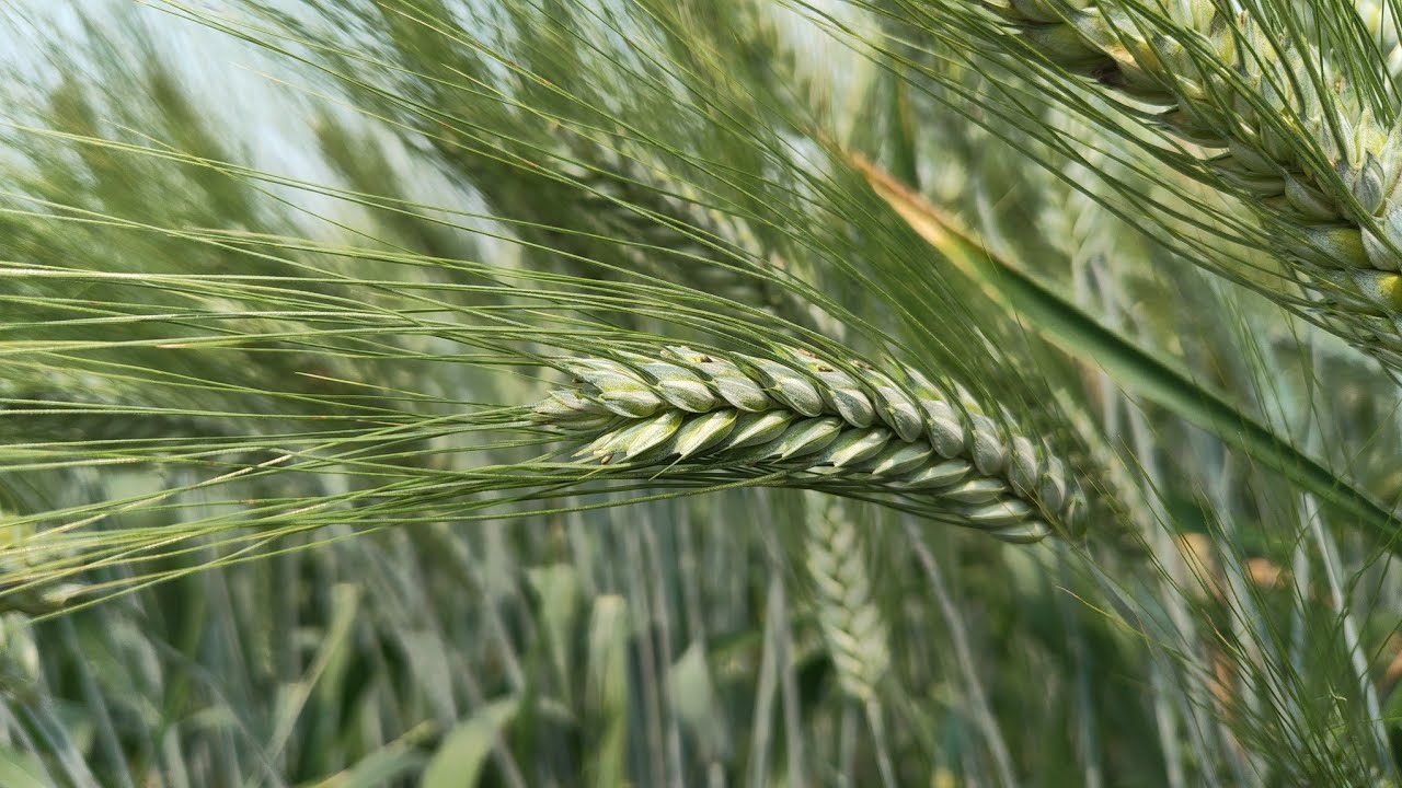 Macs4135 gehu | macs4135 wheat veriyati | macs4135 गेहूं वैरायटी | 4135 गेहूं वैरायटी | macs4135 