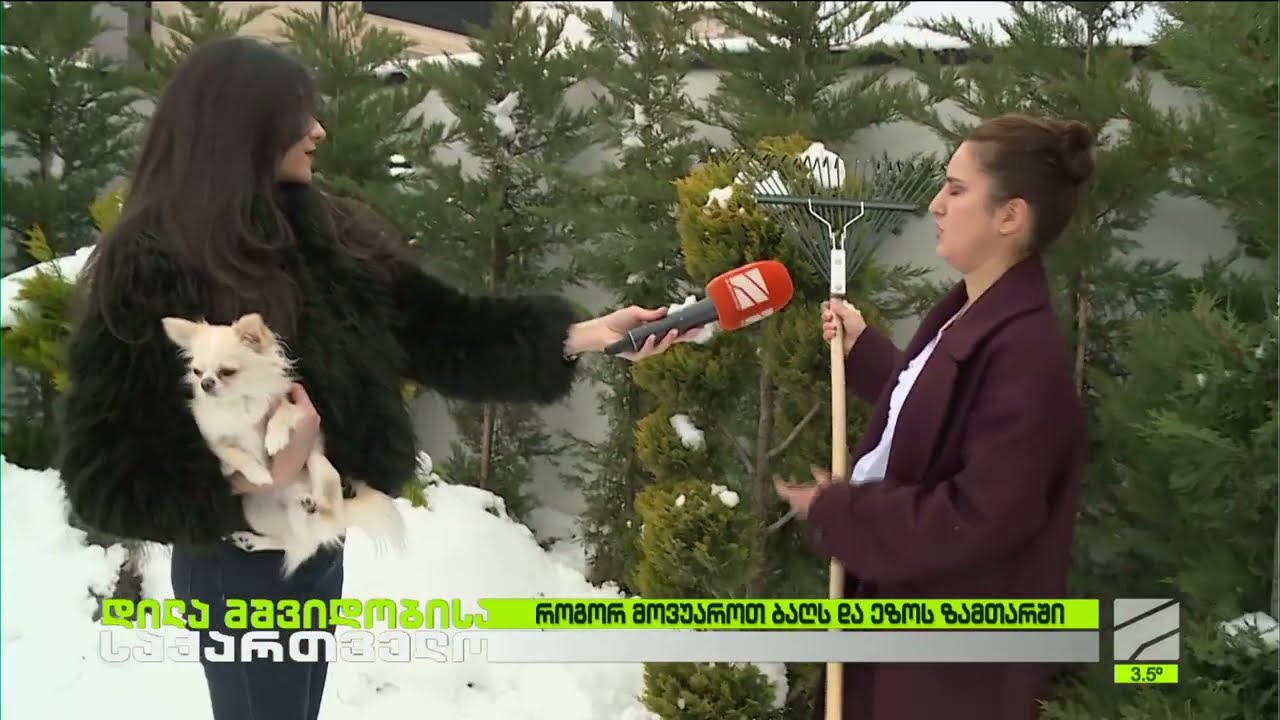ეზოს მცენარეების მოვლა ზამთარში-ნინო დვალი; დილა მშვიდობისა საქართველო-2026.01.27