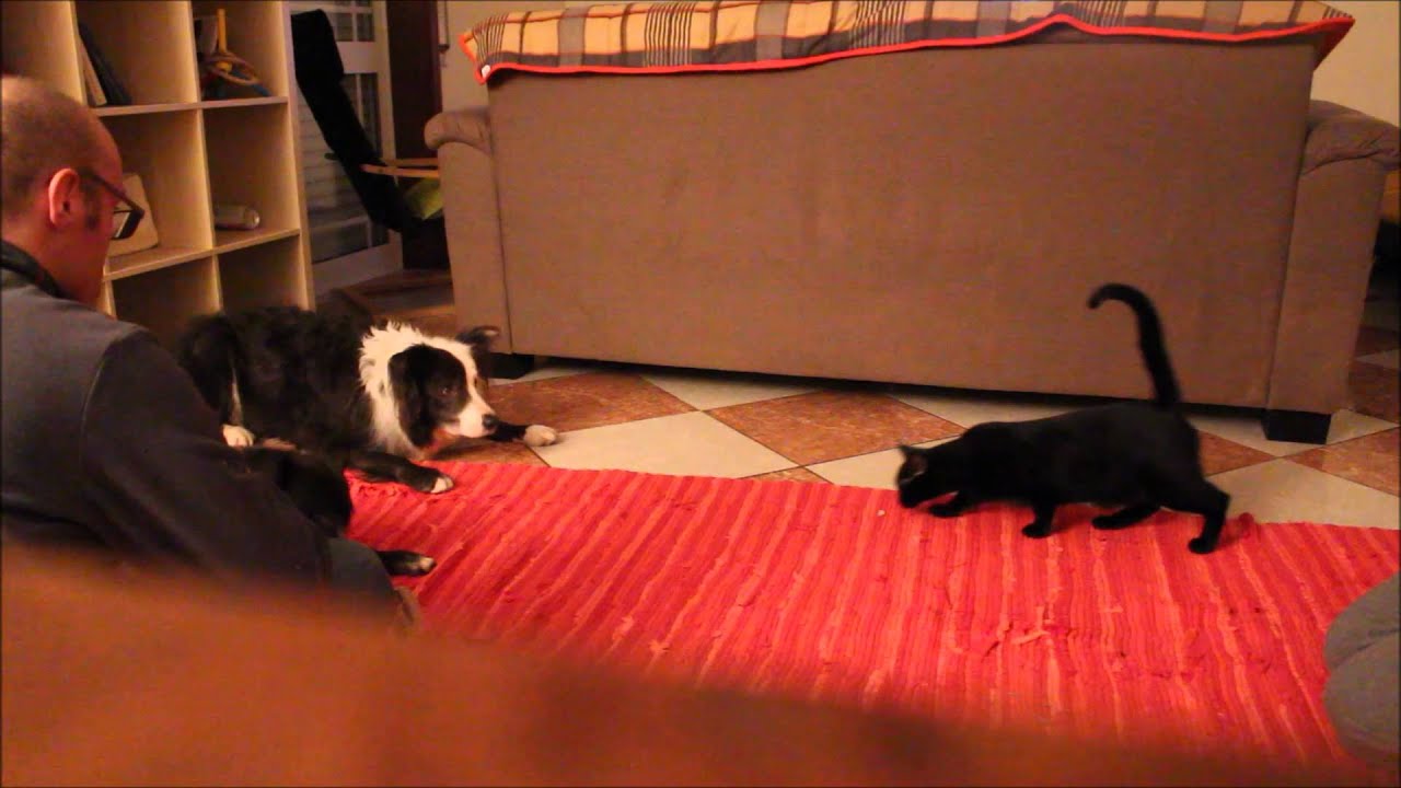 Como apresentar um gato aos cães de casa