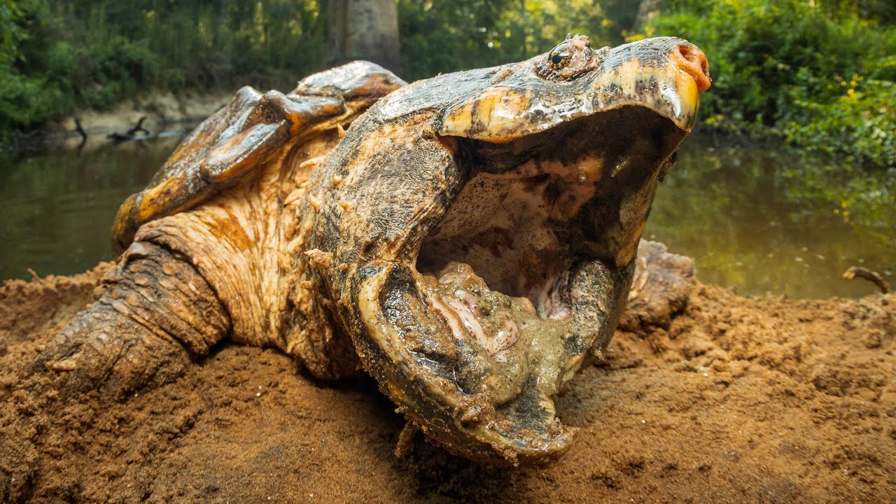 Catching Alligator Snapping Turtles w @SnakesAreUsTV !!