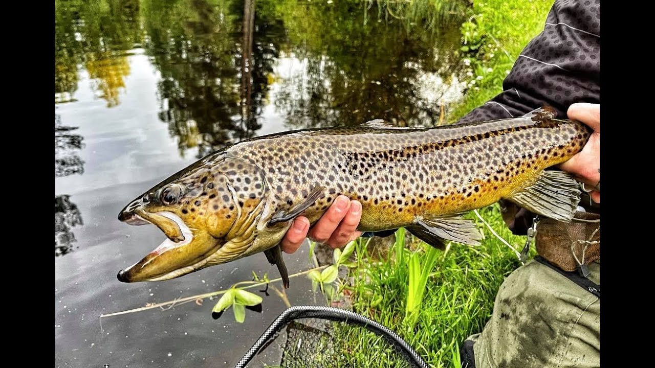 Drömfiske med torrfluga - Regnbåge och Öringbonanza i Norrefors