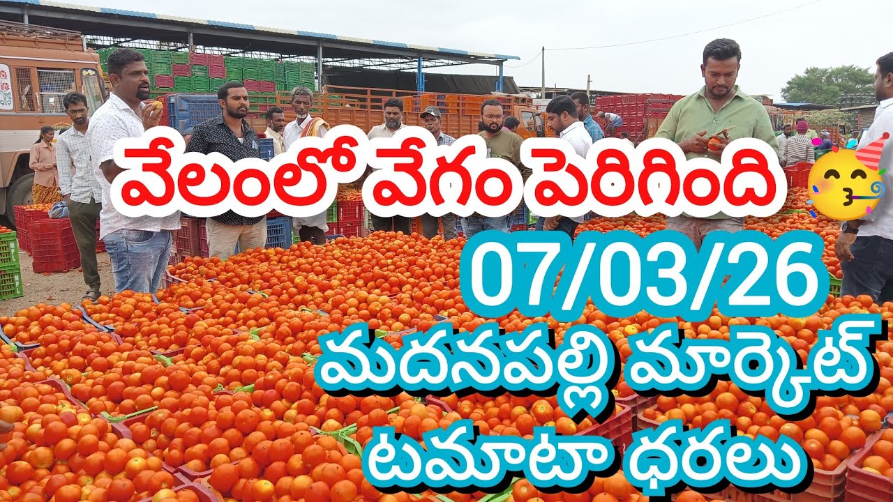 07/03/26 Madanapalle Tomato Market Price Today || Today Tomato Market Rate In Madanapalle #today 