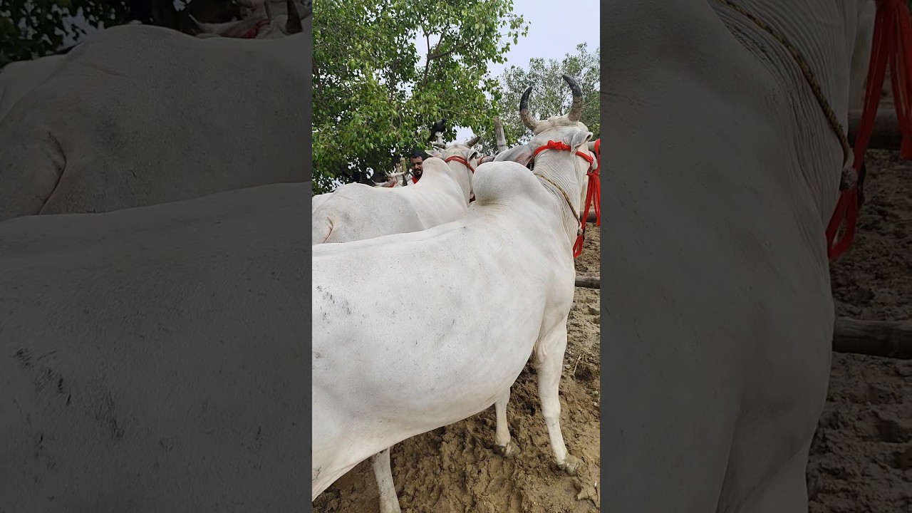 Bihar Chousa Mandi 07/08/24 #cow #cowmandi #bihar #cowvideos #cowlover