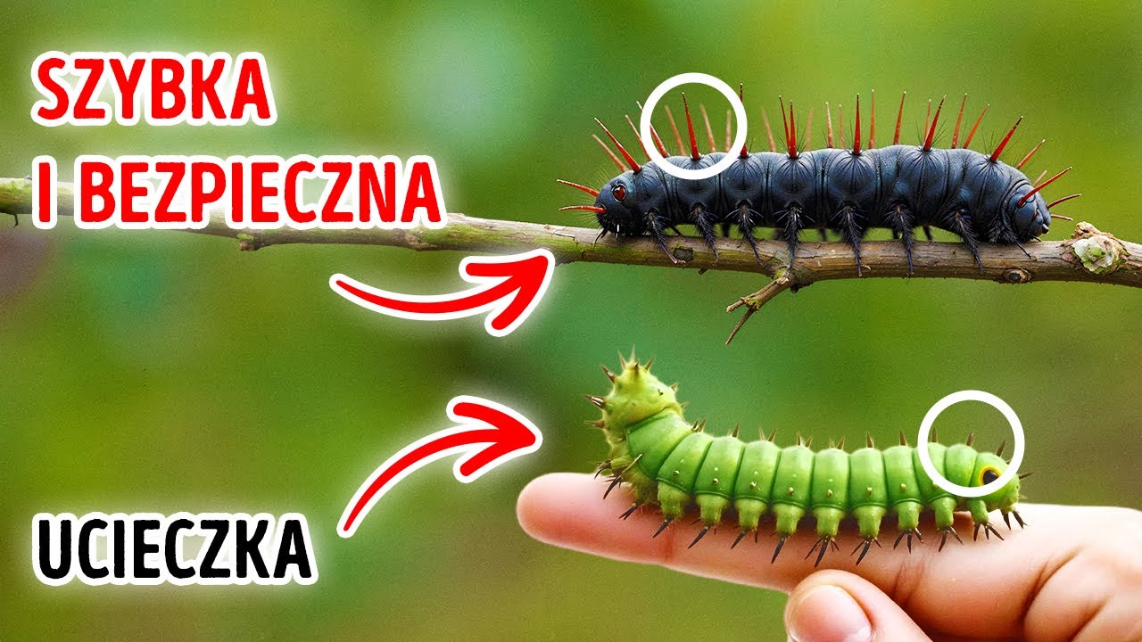 Zabawne ciekawostki o świecie, kt&oacute;re zamienią Cię w ludzką encyklopedię