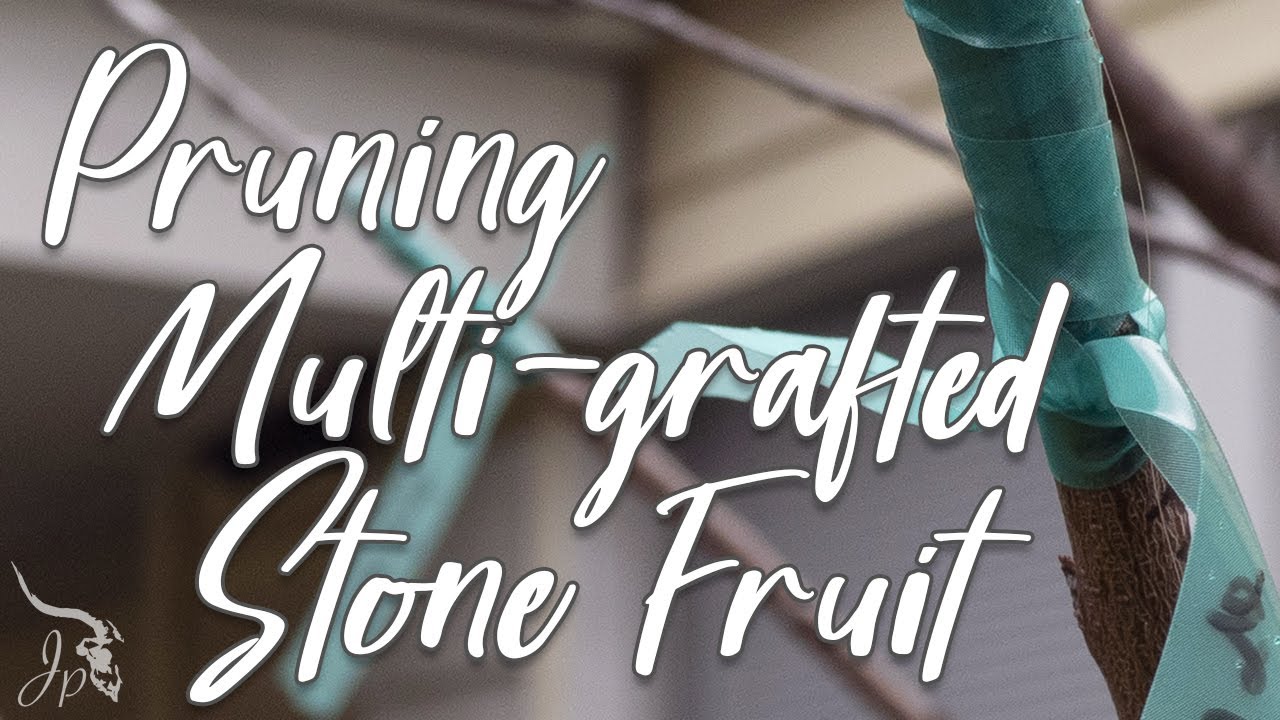 How to Prune a Multi-grafted Tree (stone fruit)