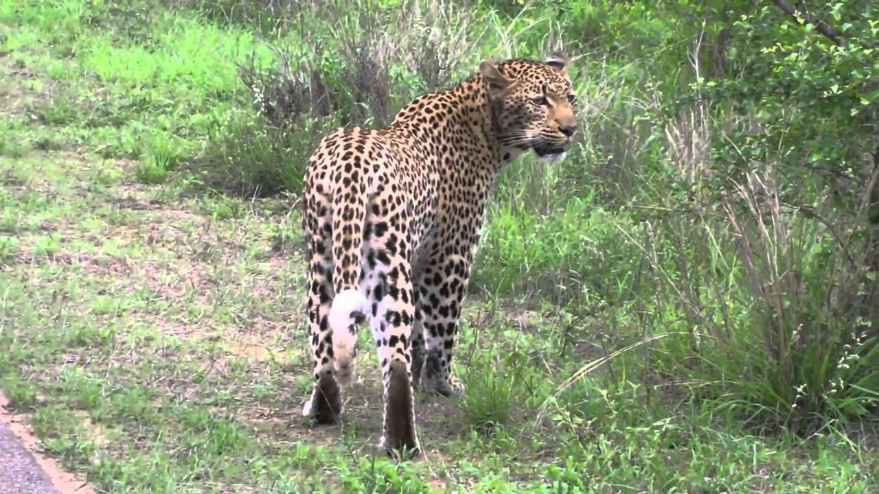 2012-1021 k368 Leopard Calling for Mate
