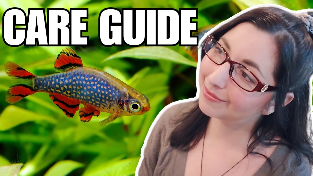 Celestial Pearl Danio Care: Ultimate Beginner&rsquo;s Guide 🐠 Galaxy Rasboras