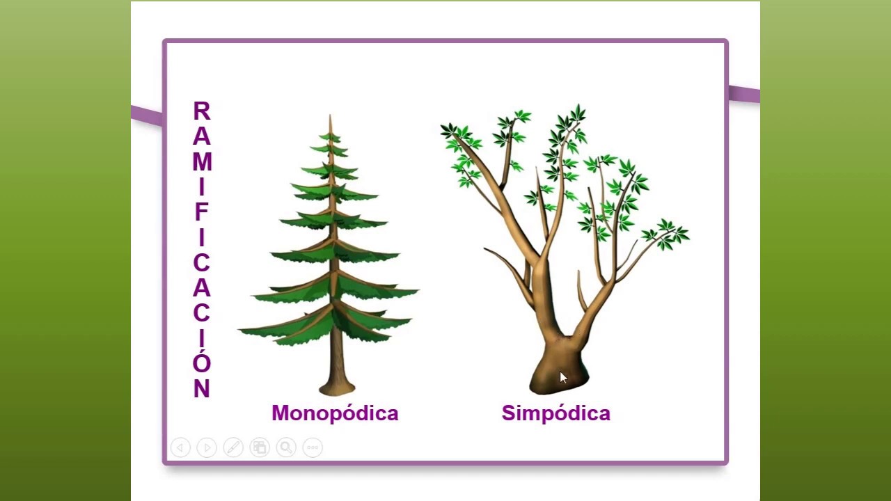 BOTÁNICA MORFOLÓGICA ( TALLO)