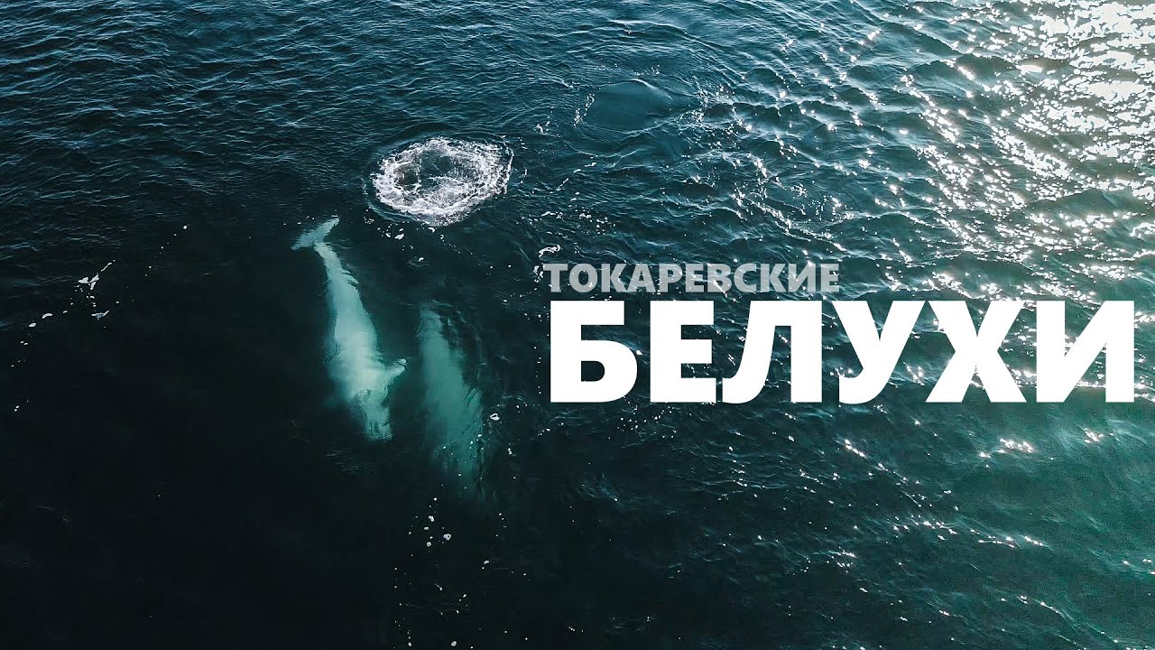 Токаревские Белухи - Белухи во Владивостоке 2020
