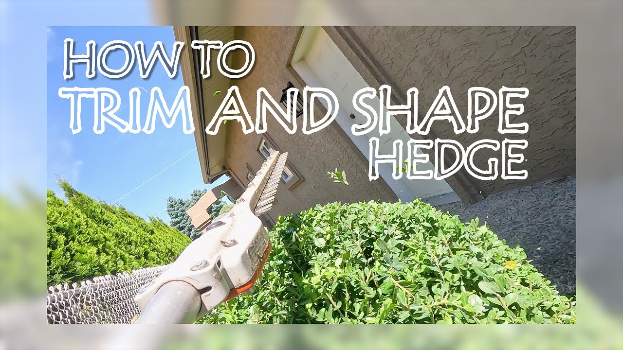 HOW TO SHAPE A HEDGE (LIKE EDWARD SCISSOR HANDS)