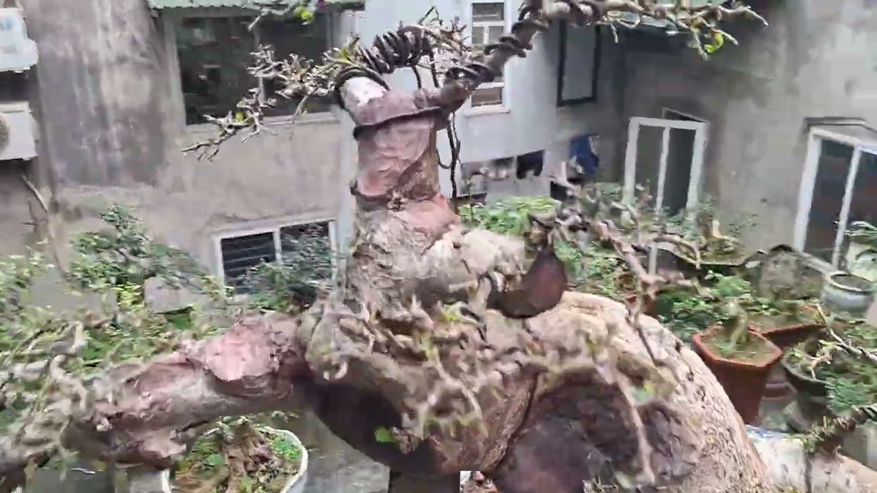 @Vườn cây cảnh nhà anh tôi