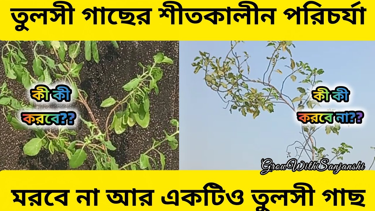 তুলসী গাছে করো এই পরিচর্যা মরবে না আর একটিও তুলসী গাছ🌿|Tulsi plant care in winter🌌☁️ #plantcaretips 
