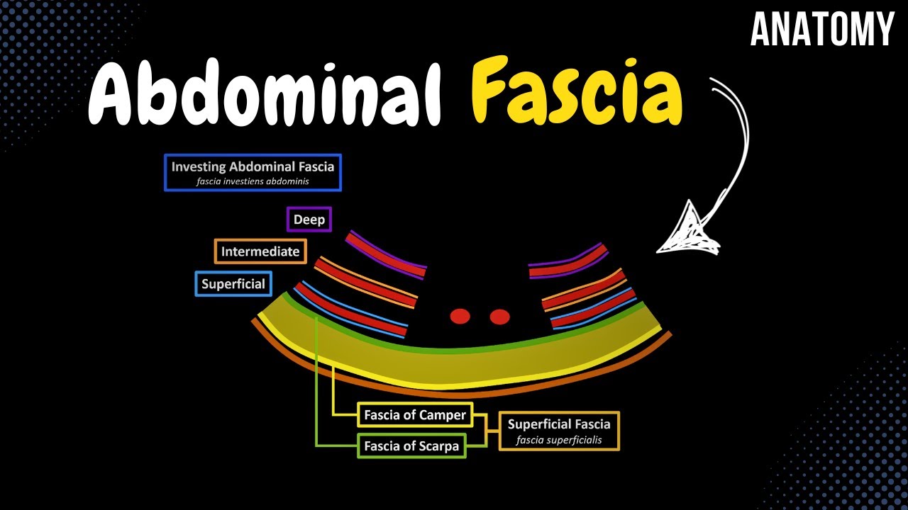 Фасция живота (Поверхностная, Окружающая брюшная, Внутрибрюшная)