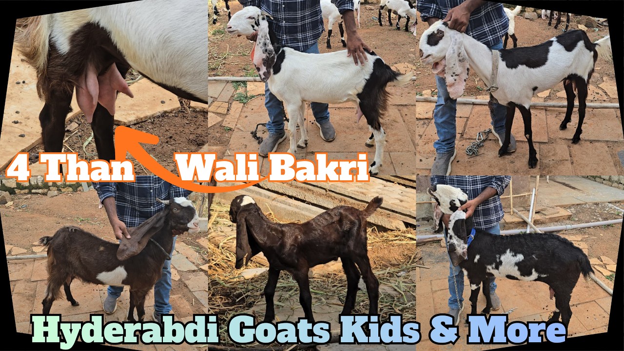 Hyderabadi Goat Kids | 4 Than Wali Bakri | Female Goats Available at NM Goat Farm | Hyderabad #goat