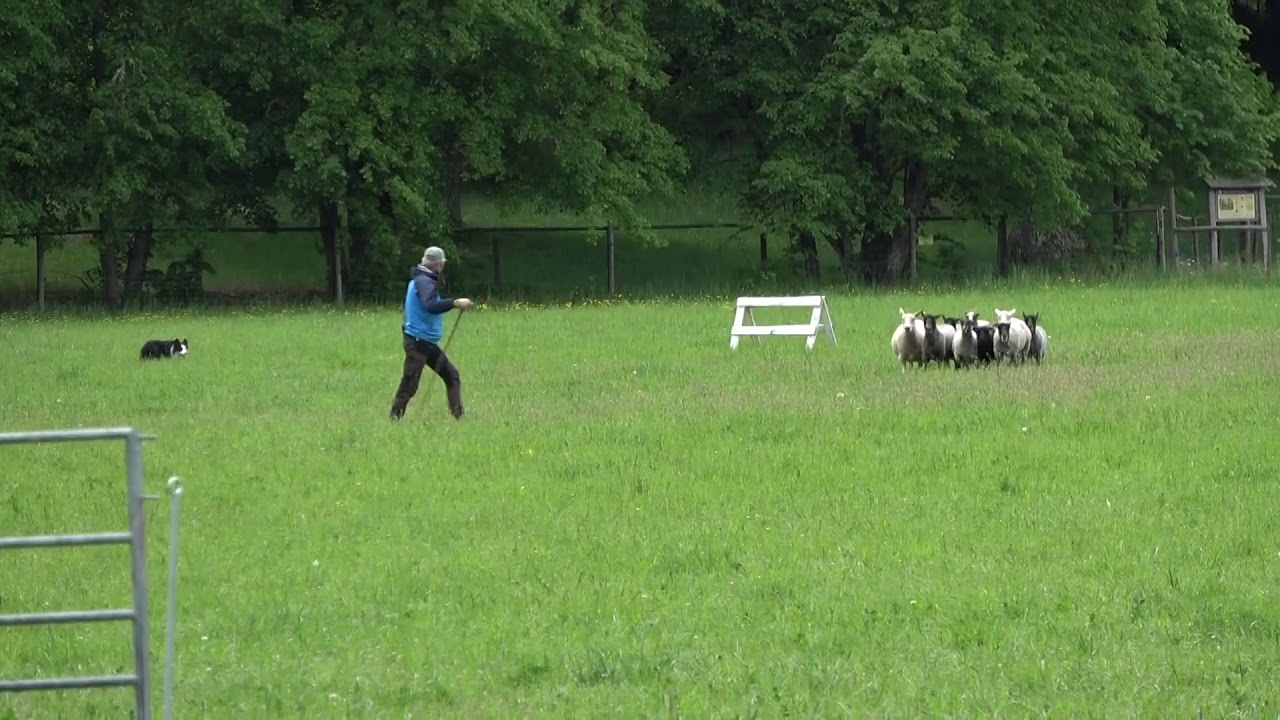 Vallhunden Kiitos går VP