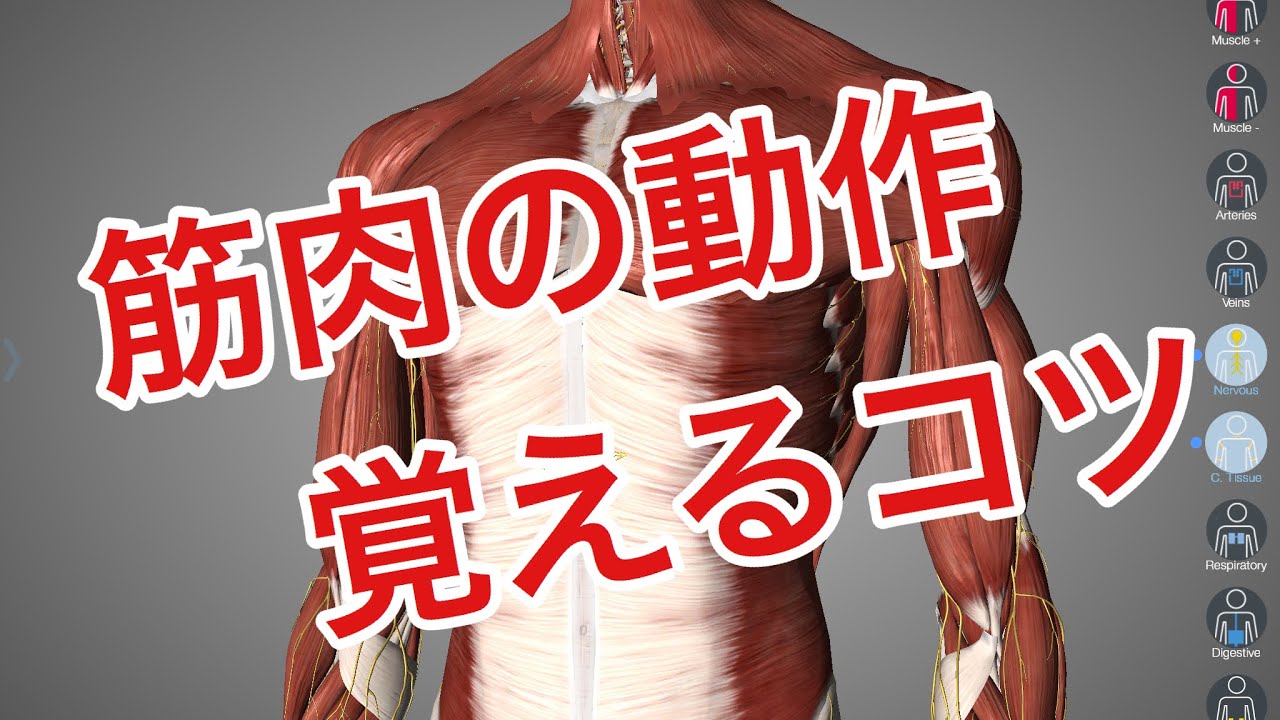 解剖学の基礎:筋肉の起始停止、筋肉の動作、神経支配の覚え方を解説してみた