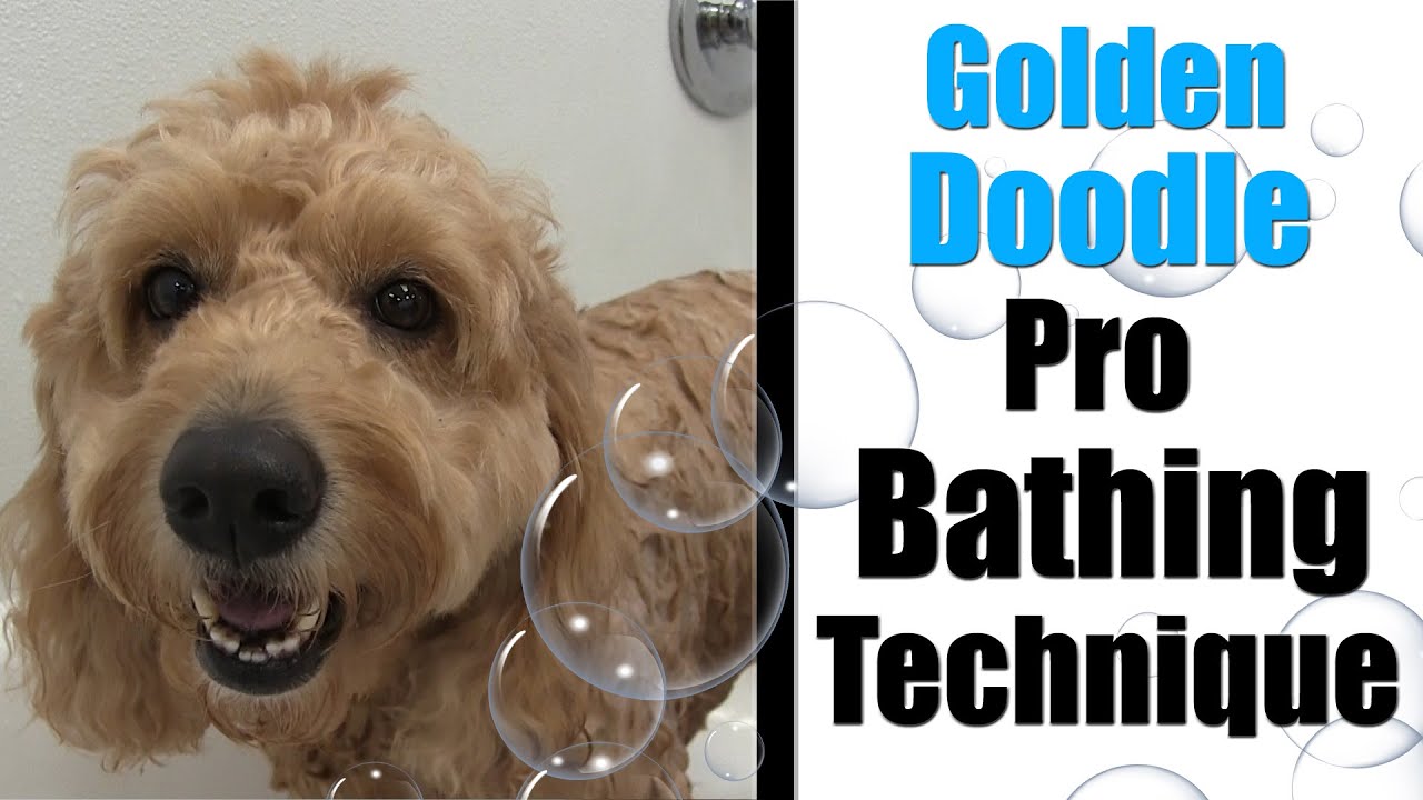 Golden Doodle | Full Bath Tutorial