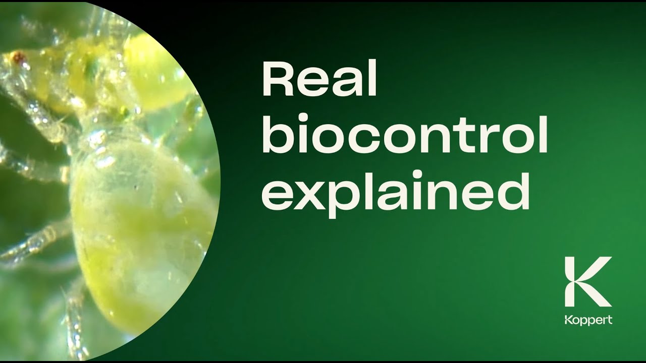 Real biocontrol explained | Controlling bean seed fly & onion fly with Capirel