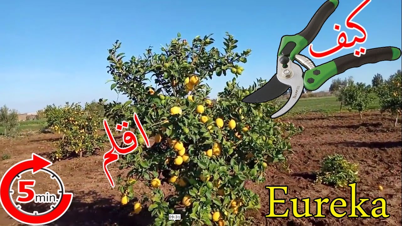 ها كيفاش كنزبرو اشجار الليمون الحامض اربع فصول that's how i prune my trees easily