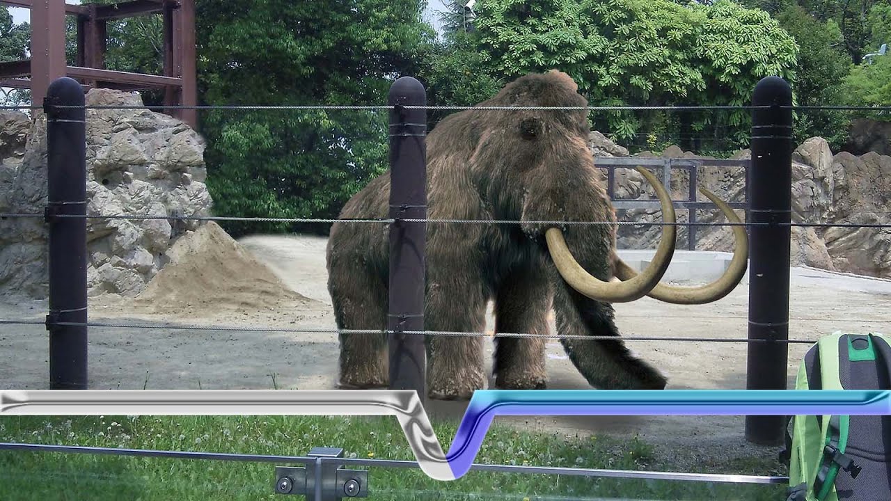 The Extinction And Resurrection Of The Woolly Mammoth