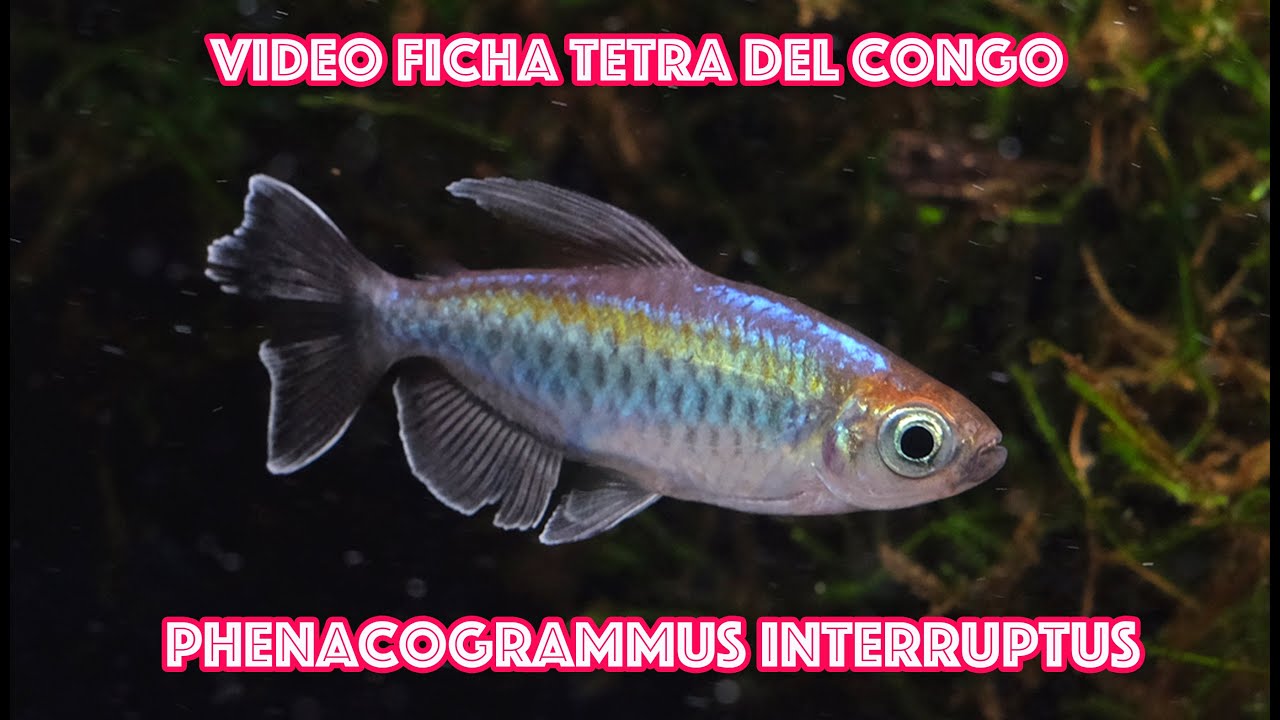 Tetra del Congo 🐟  Phenacogrammus interruptus 🎥  video ficha