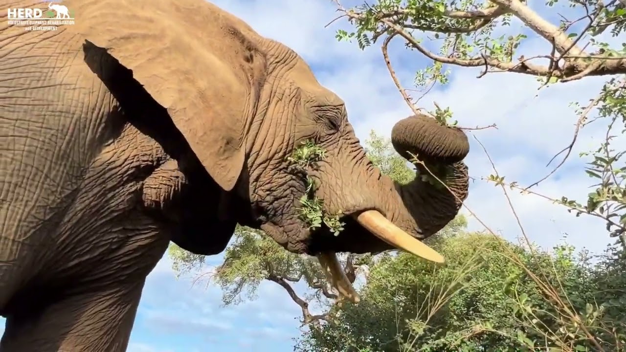 How to Identify Jabulani | The Older Brother of the Herd