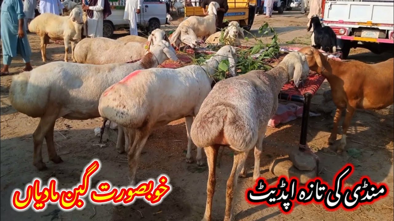 Talagang dumba Mandi/zero size Turkey dumba kids rates/dumba Mandi new update 2025/