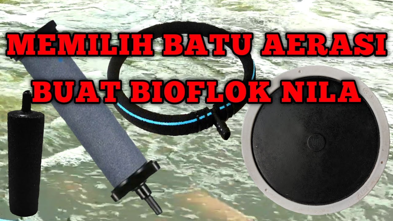 Kebutuhan Batu Aerasi Yang Ideal Dan Sederhana Untuk Kolam Bioflok