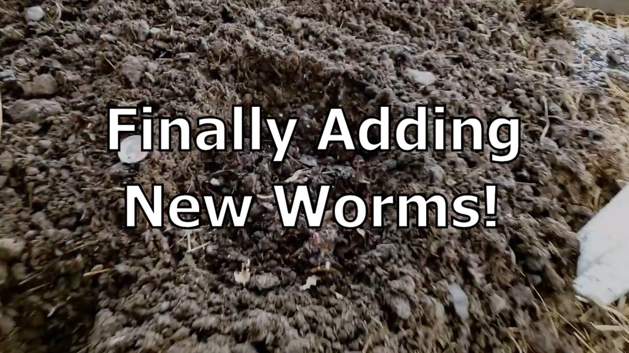 Worm Farm Update: Fixing broken pipes and finally adding worms to the new farm section!
