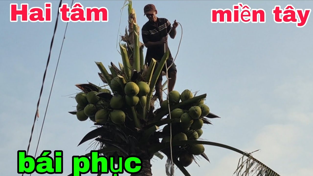 Hai tâm miền tây bái phục vua khỉ gặp phải ca khó 