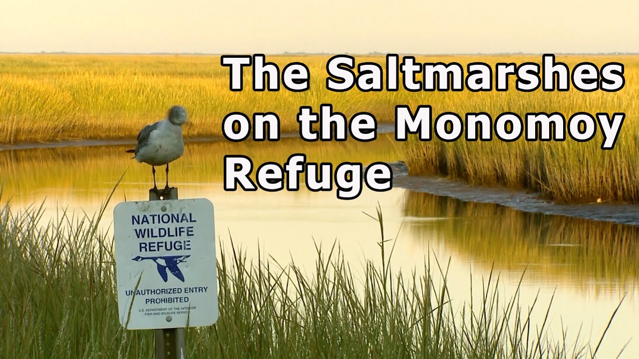 The Saltmarshes on the Monomoy National Wildlife Refuge
