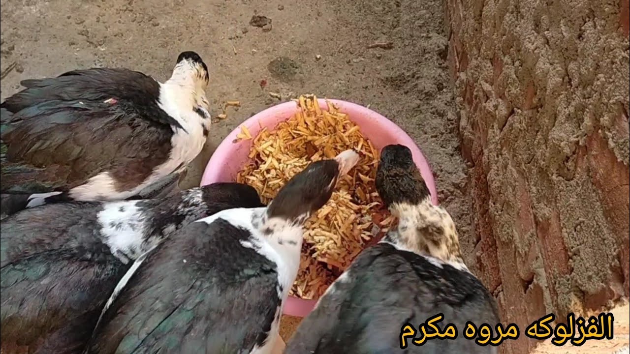 العلف غالي بس علي مين هنعمل كده مع الطيور وهنودع شراء العلف #وداعا_شراء_العلف