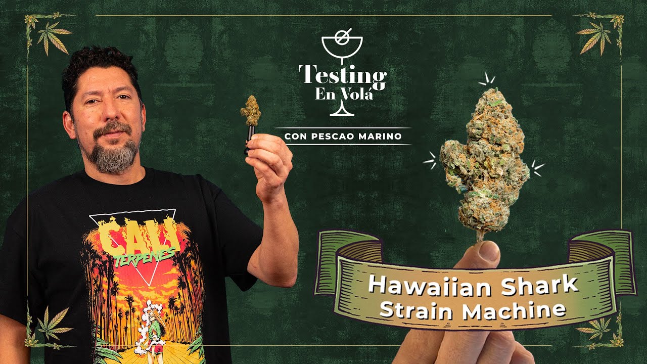 PROBANDO LA VARIEDAD HAWAIIAN SHARK DE STRAIN MACHINE