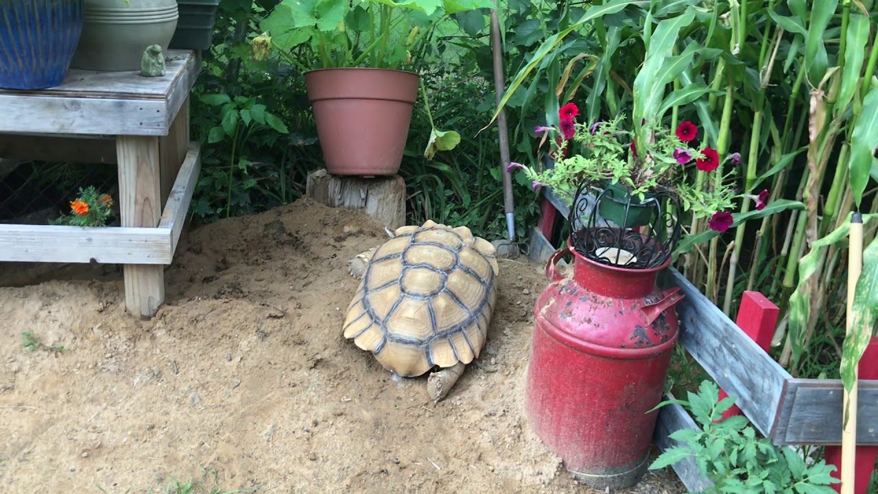 Backyard Garden Tour - August 2018 (Jessica VanHusen)