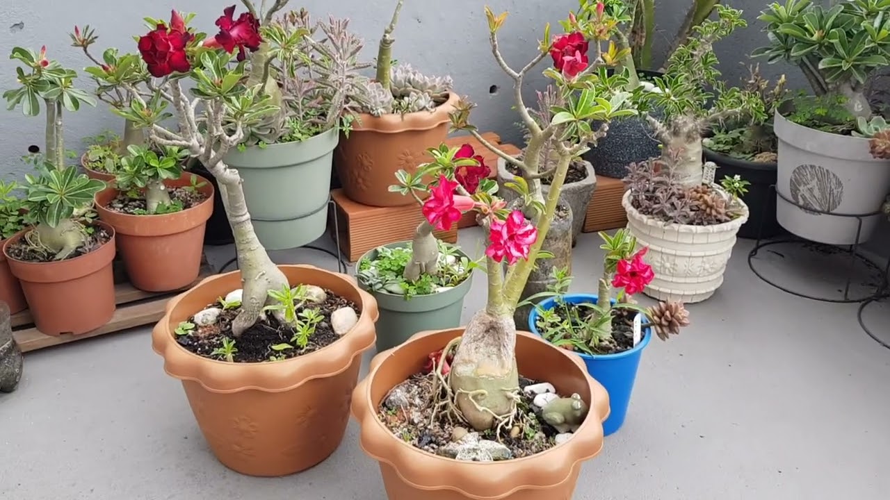 Curiosidade sobre Rosa do Deserto...