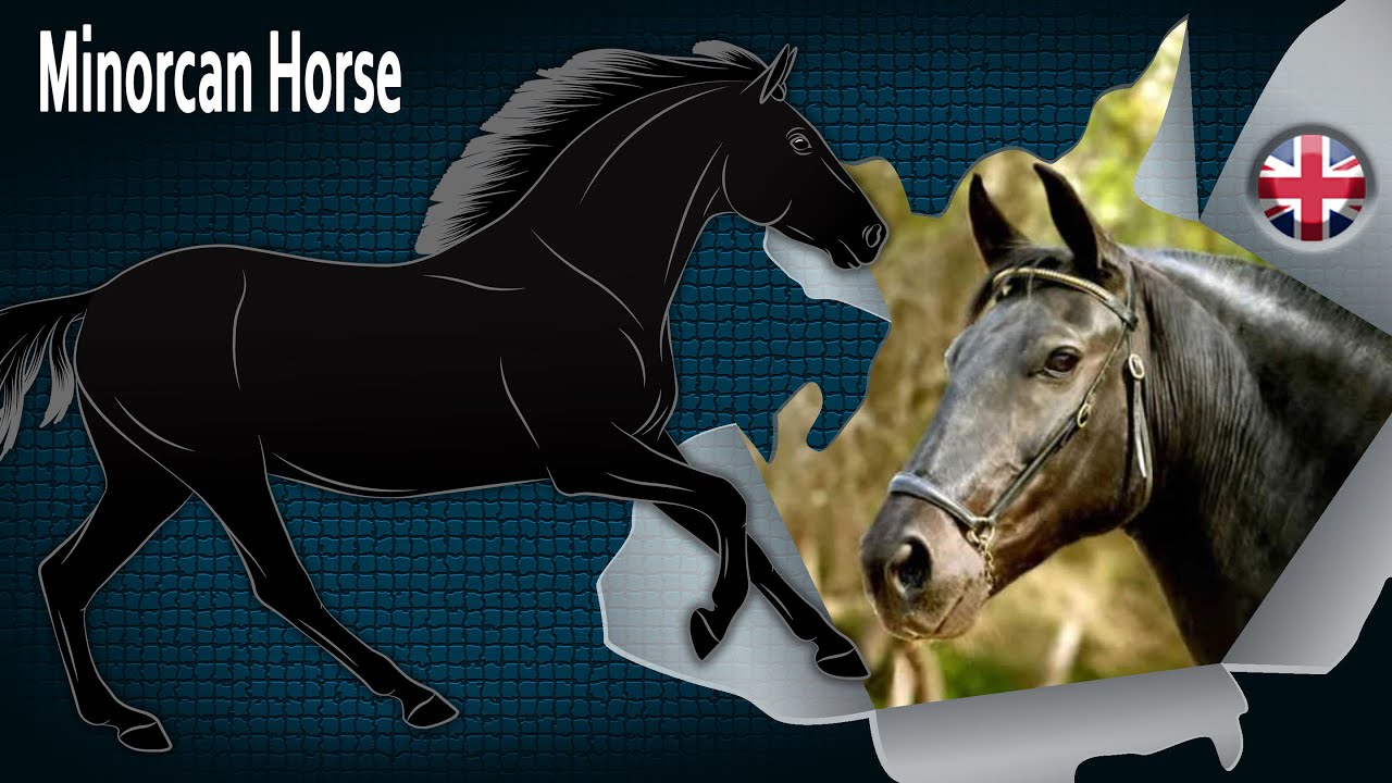 Minorcan Horse, a rustic and noble horse forged by its environment, Horse breeds