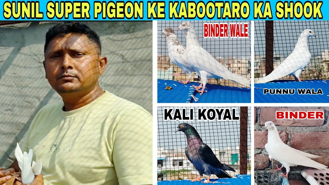 Haryana ke ⭐ Star Khiladi @sunilsuperpegion4937 Ke Kabootaro Ka Shook 🔥❤️ by @AkashDhoundiyal-u1b 